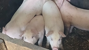 soldani 35-55kg - imagine 3