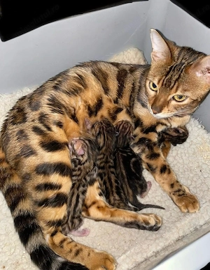 Bengaleza marmorata cu pedigree