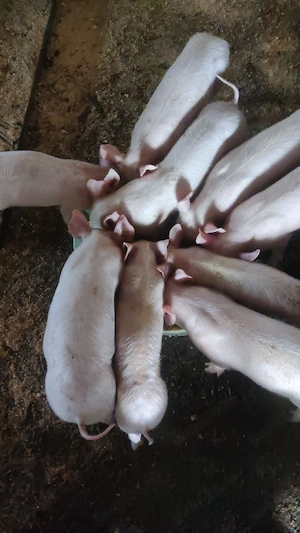 Vând șoldani Serano cu pietrean alb , mangalița și mangalița cu bazna - imagine 7