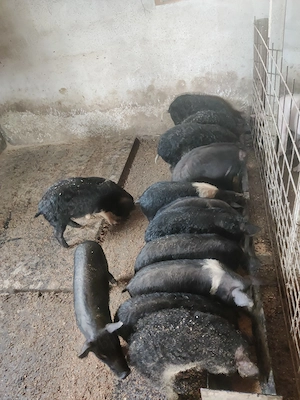 Vând porci de rasă și șoldani , serrano mangalița neagră, bazna