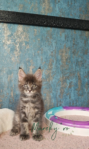 Pisici Maine Coon  Cluj -mascul