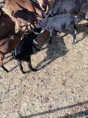 vand sau schimb tapisori de rasa. fără coarne genetic  - imagine 3