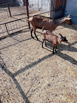 vand sau schimb tapisori de rasa. fără coarne genetic  - imagine 2