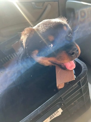 Vând pui Rottweiler în vârstă de 2 luni  - imagine 2