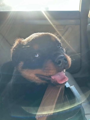 Vând pui Rottweiler în vârstă de 2 luni  - imagine 3