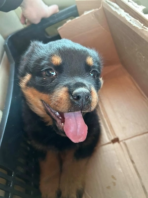 Vând pui Rottweiler în vârstă de 2 luni 