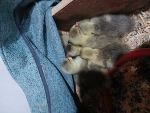 Vând boboci de gasca