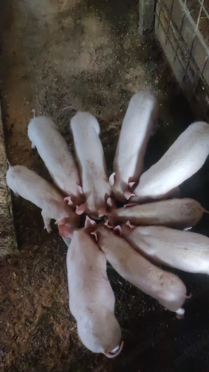 Vând șoldani Serano cu pietrean alb , mangalița și mangalița cu bazna - imagine 5