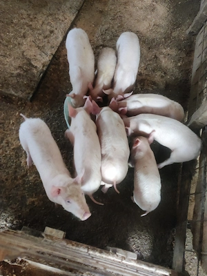 Vând șoldani Serano cu pietrean alb , mangalița și mangalița cu bazna - imagine 3