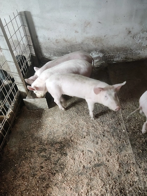 Vând șoldani vaccinați Serrano, mangalița, bazna  - imagine 3