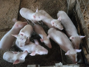 Vând șoldani vaccinați Serrano, mangalița, bazna  - imagine 4