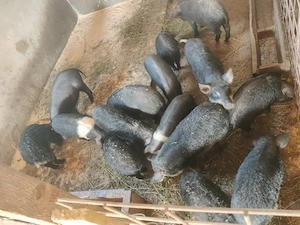 Vând șoldani vaccinați Serrano, mangalița, bazna  - imagine 5