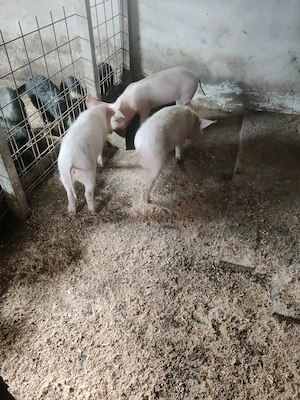 Vând șoldani vaccinați Serrano, mangalița, bazna  - imagine 2