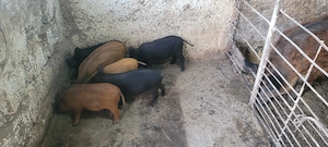 Purcei Metis Mangalită cu Mistreț  - imagine 5