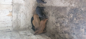 Purcei Metis Mangalită cu Mistreț  - imagine 2