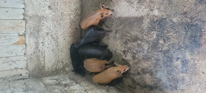 Purcei Metis Mangalită cu Mistreț  - imagine 4