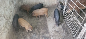 Purcei Metis Mangalită cu Mistreț  - imagine 3