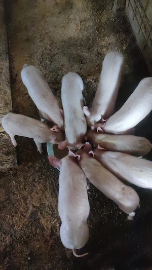 Vând șoldani Serano cu pietrean alb , mangalița și mangalița cu bazna - imagine 6