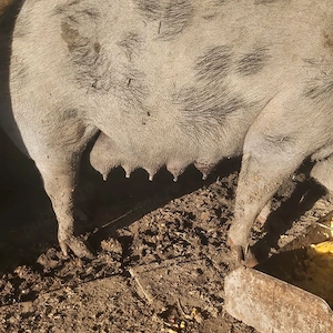 scroafa gestanta in 3 luni  - imagine 2