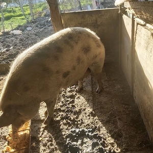 scroafa gestanta in 3 luni 