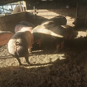 vand porci pt sacrificat crescuti bio  - imagine 2