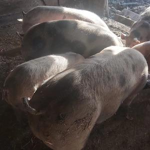 vand porci pt sacrificat crescuti bio 