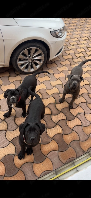 Pui de Cane Corso - imagine 2