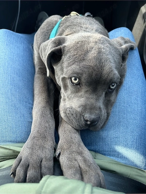 Pui de Cane Corso - imagine 4
