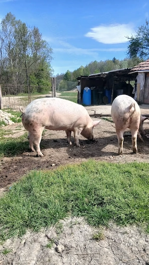 Porc si purcea la alegere