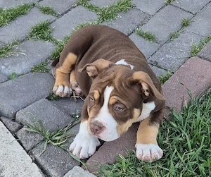 American bully pocket si standard! - imagine 2
