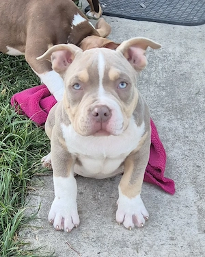 American bully pocket si standard!