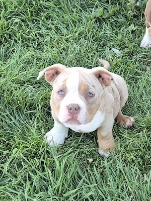 American bully pocket si standard! - imagine 3