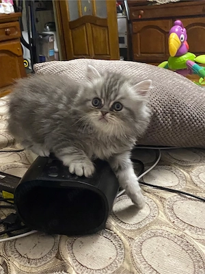 Persana motanel 6 sapt superb  - imagine 2