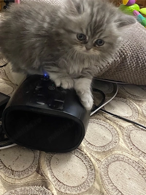 Persana motanel 6 sapt superb 