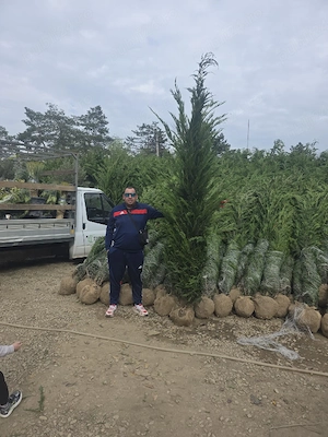 leylandi 3.5m calitatea1