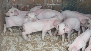 purcei 185 lei si soldanei 30-35kg - imagine 4