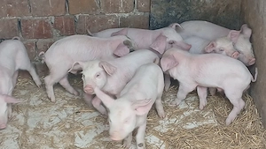 purcei 185 lei si soldanei 30-35kg - imagine 3