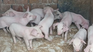 purcei 185 lei si soldanei 30-35kg - imagine 5