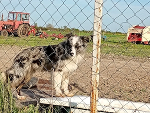 vind femela border collie  - imagine 3