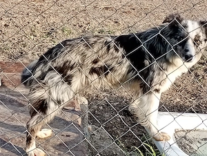 vind femela border collie 
