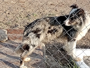 vind femela border collie  - imagine 4