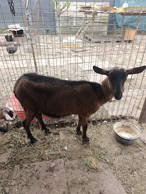 Capră Alpine Francez  - imagine 5