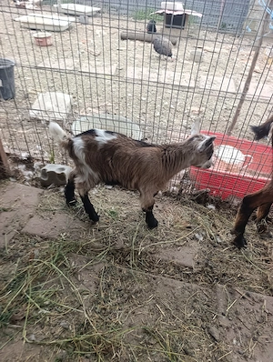 Capră Alpine Francez  - imagine 4