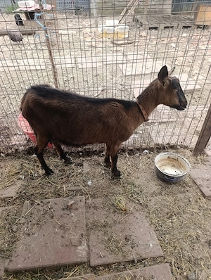 Capră Alpine Francez  - imagine 3