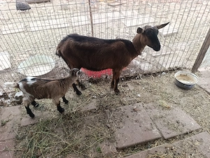 Capră Alpine Francez  - imagine 2