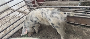 Disponibilă scroafa 