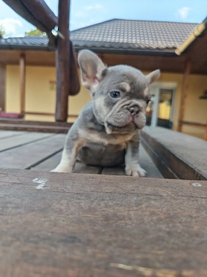 Bulldog francez