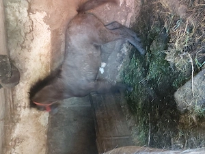 Mén csitkó - imagine 3