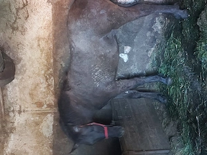 Mén csitkó - imagine 2