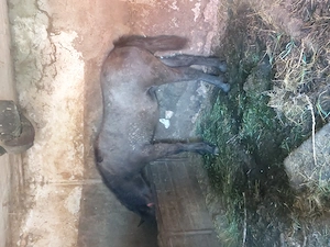 Mén csitkó - imagine 4